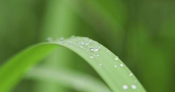 叶子上的露珠水珠雨珠特写