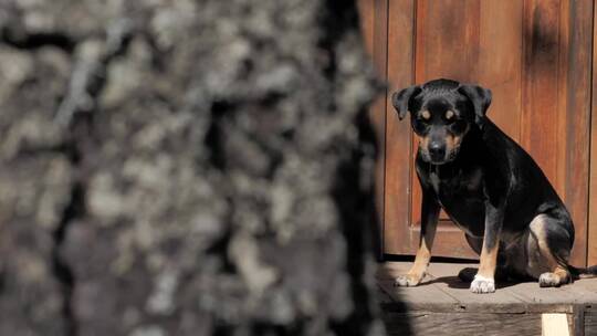 一只黑狗在门上晒太阳