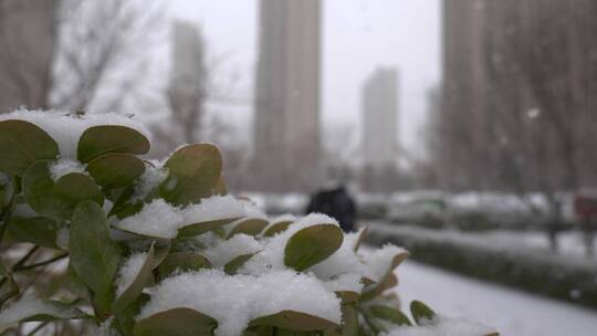 园区里小区里下雪