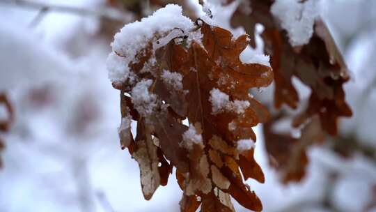 被雪覆盖的树叶的特写镜头