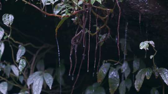 水滴滴水植被叶子视频素材模板下载