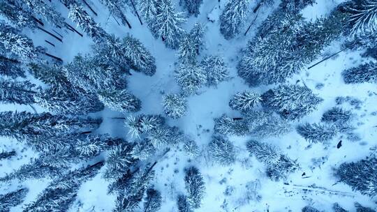 被雪覆盖的森林