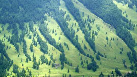 新疆北疆阿勒泰喀纳斯高山森林风景