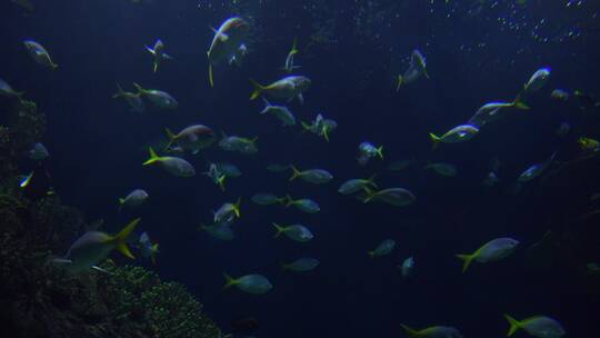 热带鱼在水下游泳