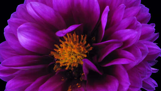 延时拍摄垂死的紫色大丽花