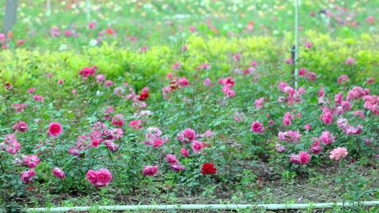 初夏公园里盛开的月季花