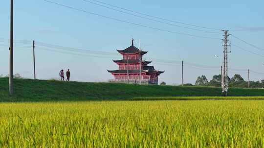 中国广东省佛山市三水区白坭聚贤楼稻田