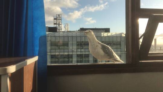 窗户上的一只小鸟