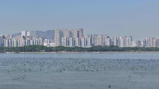 深圳湾候鸟鸬鹚群