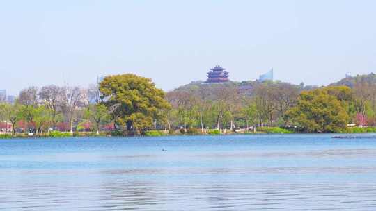 杭州西湖春天风景