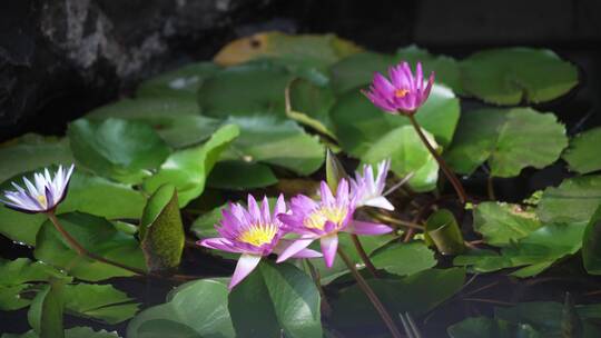 景观池里盛开的莲花