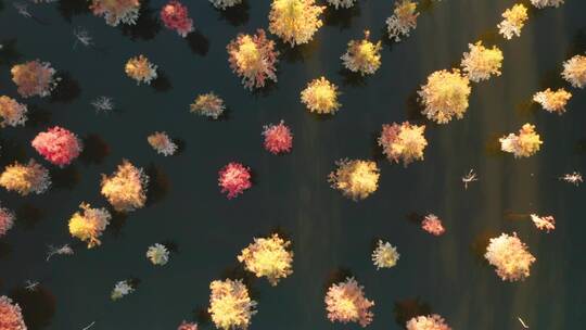 云南昆明秋天夕阳下的水杉红杉航拍4k视频素材模板下载