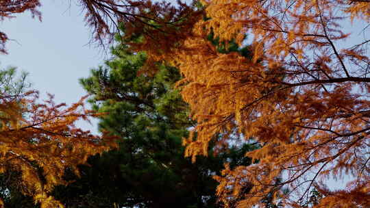 曲苑风荷秋天金黄的水杉树