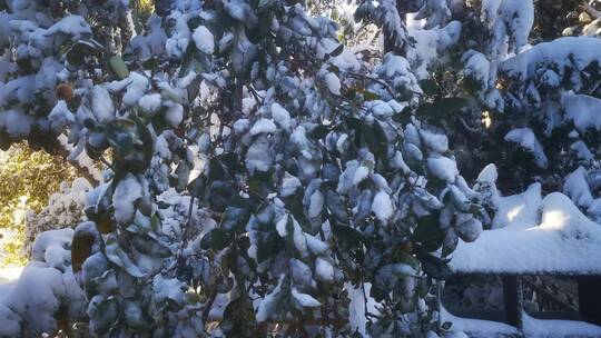 实拍 冬天 暴雪 树枝 树叶 雪景视频素材模板下载