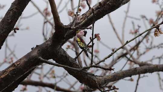 蝴蝶在梅花上采蜜