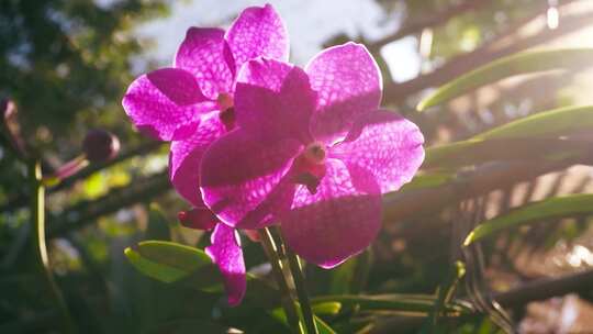 蝴蝶兰 兰花 春节花卉 美好记忆 往事视频素材模板下载