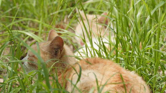 春天公园里可爱的猫咪流浪猫