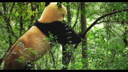 大熊猫爬树吃树叶