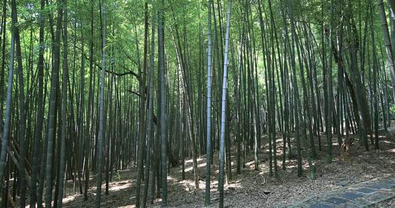 阳光竹林 苏州常熟虞山