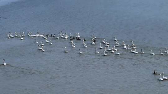 江西鄱阳湖湿地小天鹅候鸟航拍自然风光