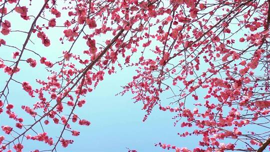 春季红色梅花景观