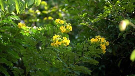 公园自然景观花草植物风光空镜实拍视频