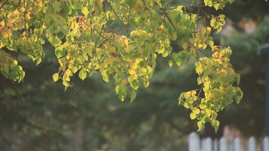 深秋时节的黄栌红叶