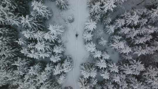 散步，森林，树木，雪