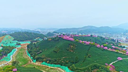 航拍福建龙岩永福樱花茶园漳平台品樱花茶园