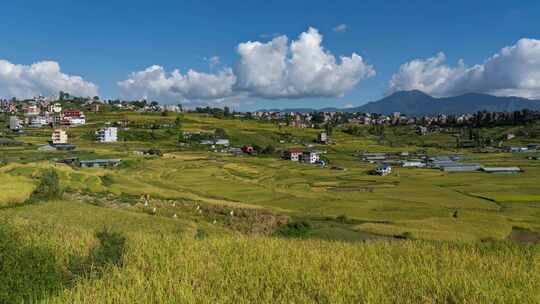 尼泊尔科卡纳美丽的稻田梯田随着云彩准备收割
