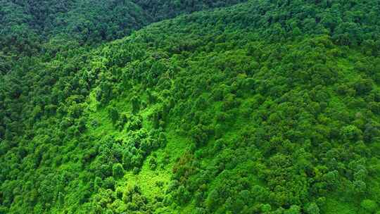 茶山 山川 云海 云南原始森林 大好河山