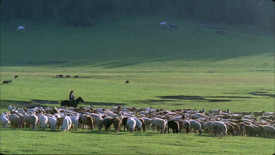 草原牧民放牧牛羊成群