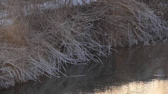 冬季河边水雾植物结霜