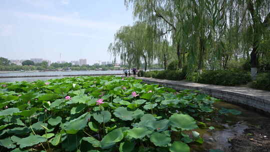 济南大明湖夏季荷花盛开风光