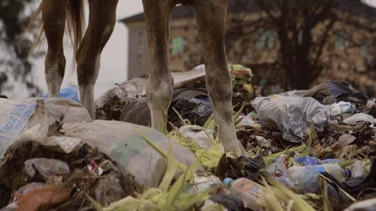 马在尼日利亚的垃圾堆视频素材模板下载