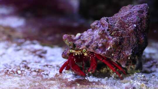 海底世界海底生物视频素材模板下载