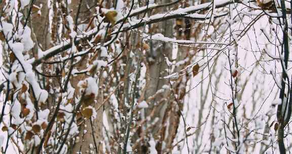 雪景冬天树林上的积雪