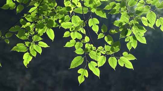 4K唯美夏天植物空镜逆光意境实拍视频