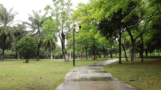 雨后的林间小道