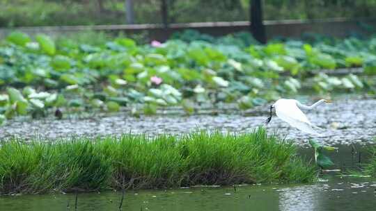 4k荷塘湿地白鹭飞  生态湿地大美自然