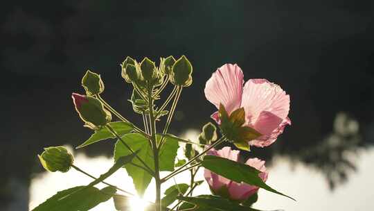 木芙蓉花