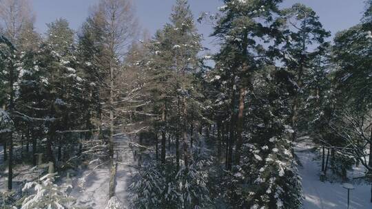 唯美长白山原始森林日出雪景航拍