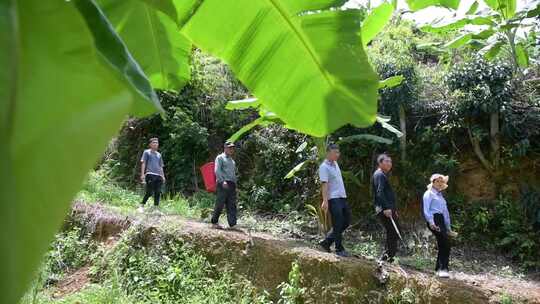 山区绿色香蕉种植基地采摘香蕉搬运分拣