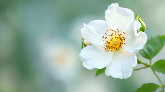 一朵白色花朵特写，花瓣与花蕊清晰可见