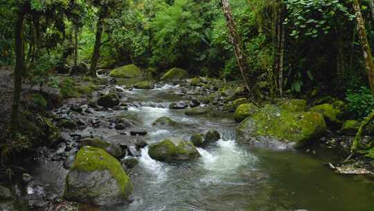 萨维格里河，哥斯达黎加，溪流，植被