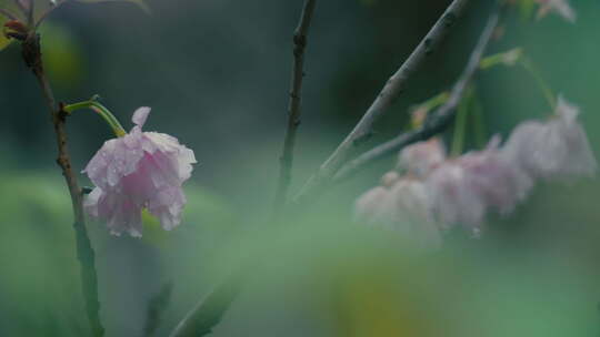 雨后的春花和绿叶·1