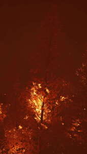 森林中的野火烧毁了地面