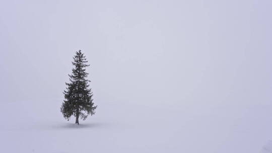 唯美雪景视频