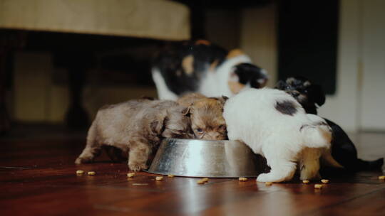 宠物在吃碗里的食物视频素材模板下载