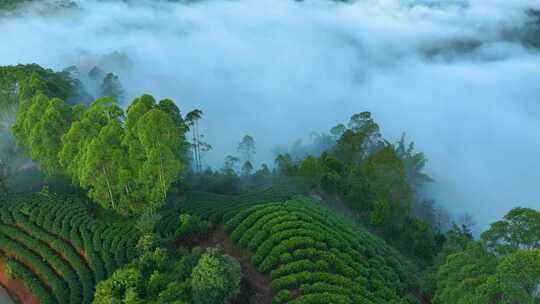 航拍茶山